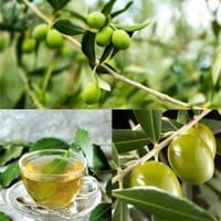 Оливковые листья: лечебные свойства